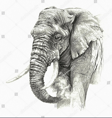 Картина Боку звернено слон - Картини олівцем 