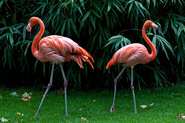 Картина Фламинго на лужайке - Животные 