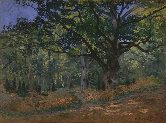 Картина Дуб Бодмера, лес Фонтенбло - Моне Клод 