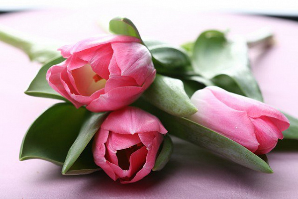 Картина Три тюльпана - Цветы 