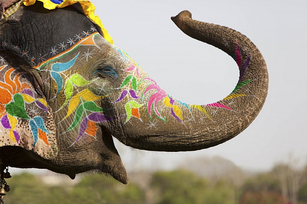 Картина Слон с красочным узором - Животные 