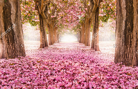 Цветущая аллея