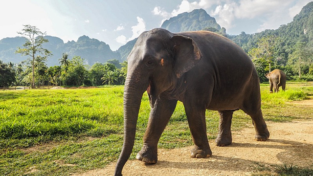 Картина Слон у подножия гор - Животные 