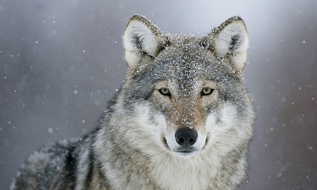 Картина Волк с снежный день - Животные 