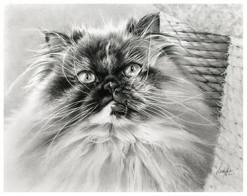 Картина Пушистый кот - Картины карандашом 