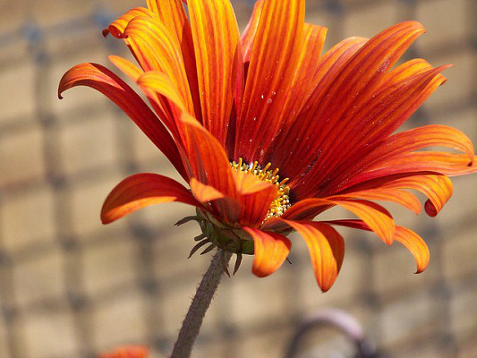Картина Помаранчева квітка - Квіти 
