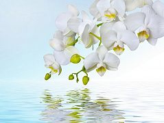 Ветка белой орхидеи и вода
