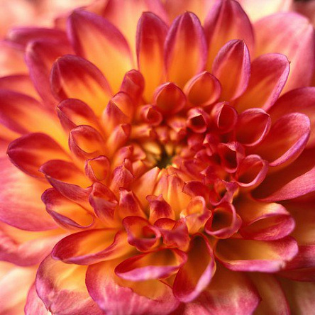 Красная хризантема