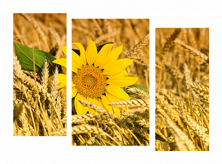 Подсолнух в поле