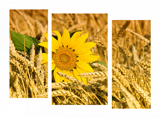 Картина Подсолнух в поле - Из трех частей 