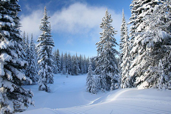 Картина Деревья в снегу - Природа 