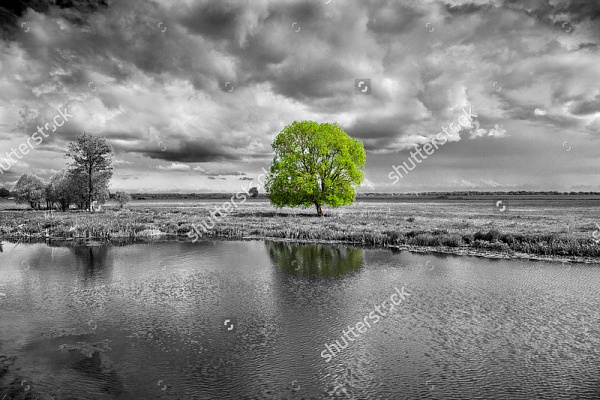 Картина Яркое дерево у реки - Черно-белое 