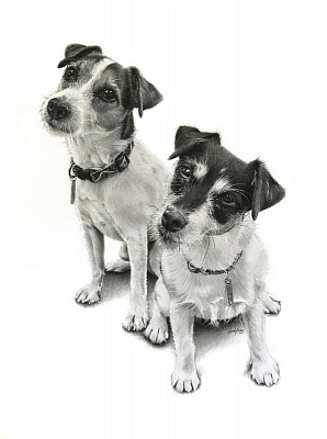 Картина Два собачки - Картини олівцем 