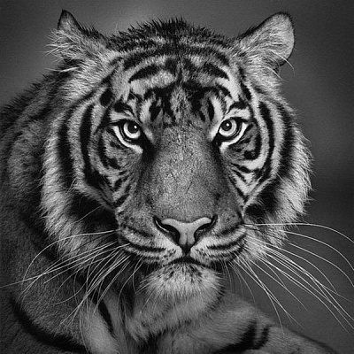 Картина Тигр карандаш - Картины карандашом 