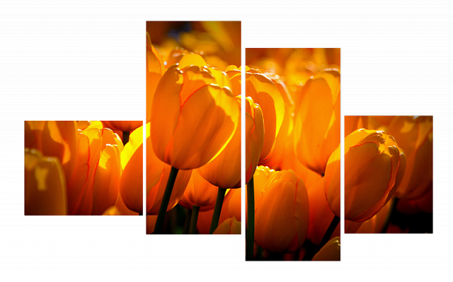 Картина Яскраві жовті тюльпани - З чотирьох частин 