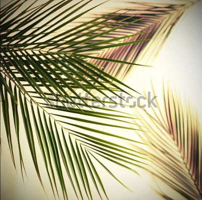 Картина Ветви пальмы - Природа 