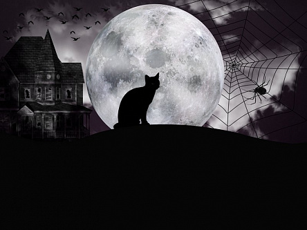 Кіт у світлі місяця