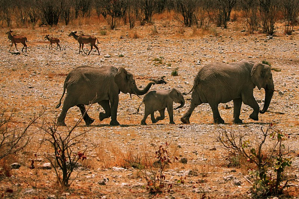 Картина Слоны и слоненок в саванне - Животные 