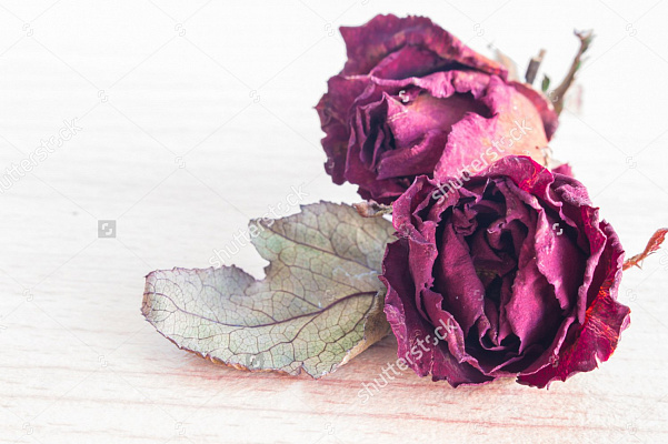 Картина Чудові троянди - Квіти 