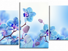 Голубые орхидеи 2