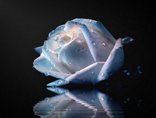 Картина Синя троянда - Квіти 