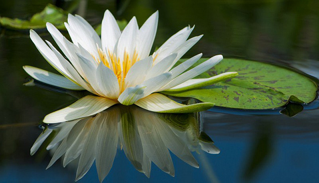 Картина Белая лилия 1 - Цветы 