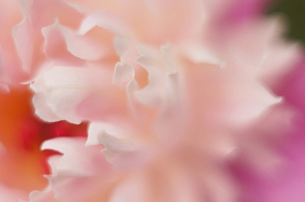 Квітка. Абстракція