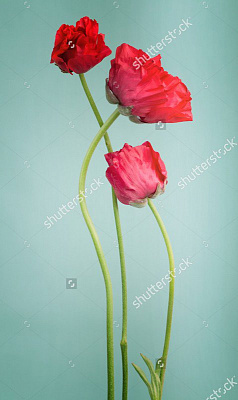 Картина Три красных лютика - Цветы 