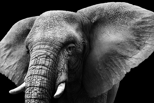 Картина Слон с бивнями - Животные 
