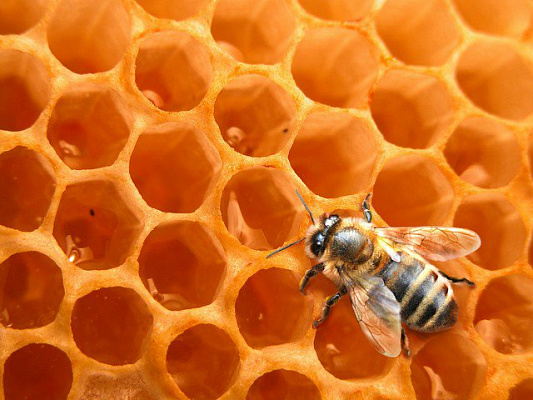 Картина Мед и пчела - Еда-напитки 