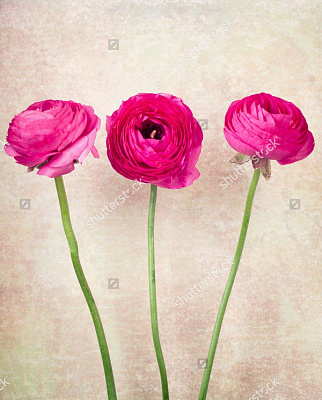 Картина Три розовых лютика - Цветы 