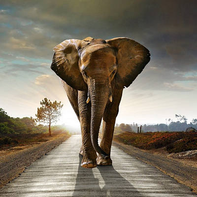 Картина Слон идет по дороге - Животные 
