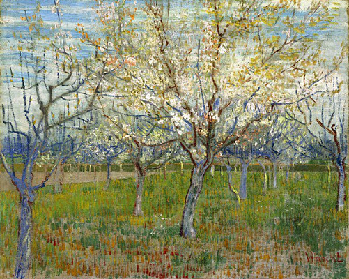 Картина Цветущие абрикосовые деревья - Ван Гог Винсент 