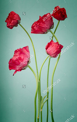 Картина Букет червоних маків - Квіти 