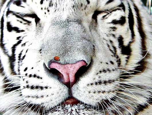 Картина Белый тигр - Животные 