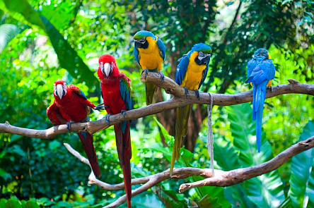 Попугаи ара в тропическом лесу