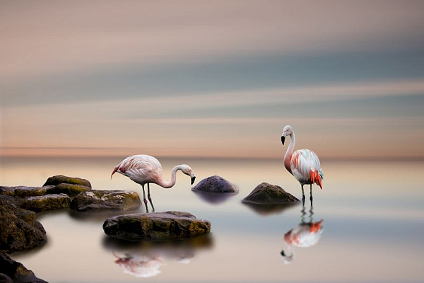 Картина Фламинго у воды - Животные 