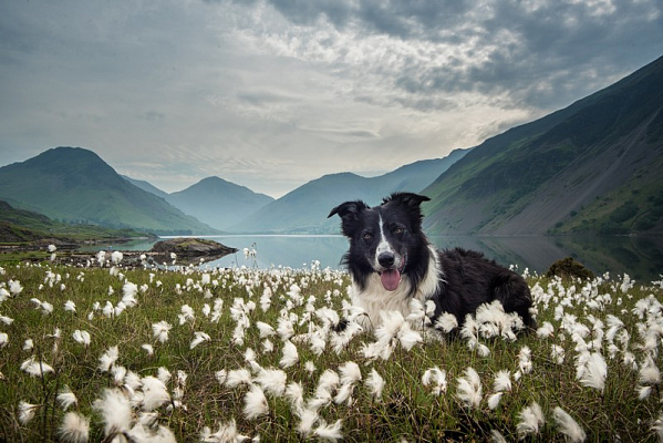 Картина Собака у горного озера - Животные 