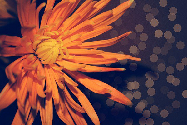Картина Оранжевое настроение - Цветы 
