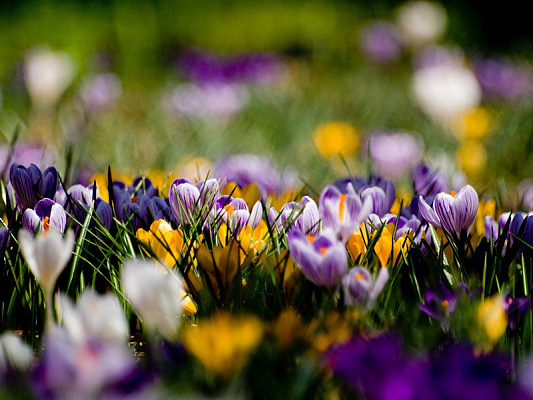 Картина Поляна крокусов - Цветы 