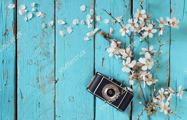 Картина Пелюстки сакури - Квіти 