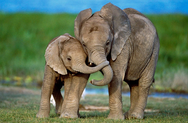 Картина Слоненок - Животные 