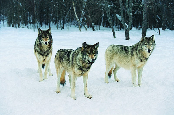 Картина Три волка - Животные 