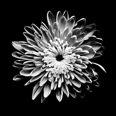 Картина Цветок - Черно-белое 