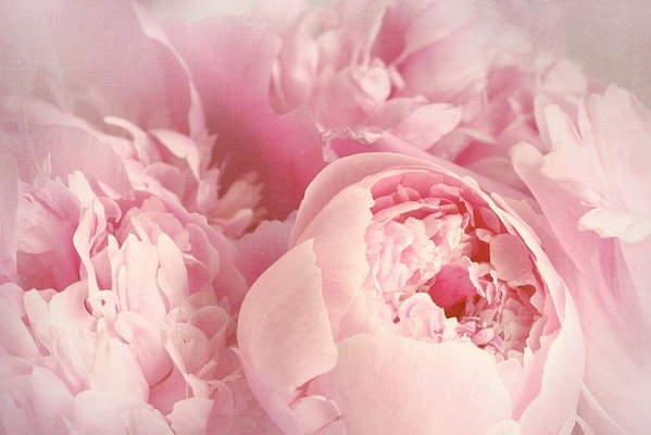 Картина Розовая нежность - Цветы 