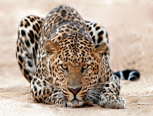 Картина Леопард3 - Животные 