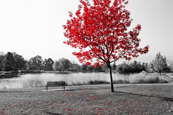 Картина Красное дерево - Черно-белое 