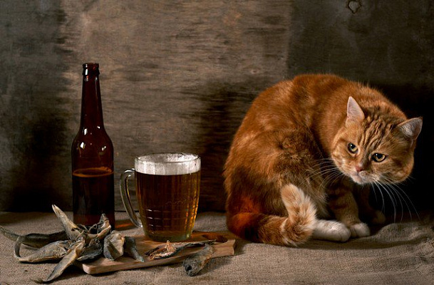 Картина Кот и пиво - Животные 
