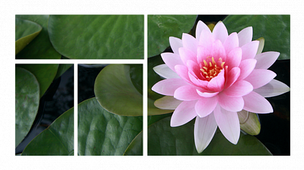 Кувшинка розовая