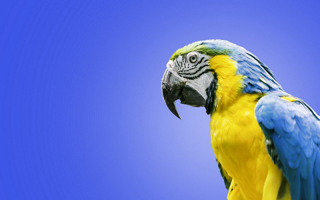 Картина Попугай ара - Животные 
